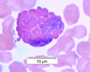 Eosinophile Pferd